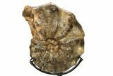 Cretaceous Ammonite (Mammites) Fossil with Metal Stand - Morocco #274607-2